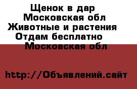 Щенок в дар - Московская обл. Животные и растения » Отдам бесплатно   . Московская обл.